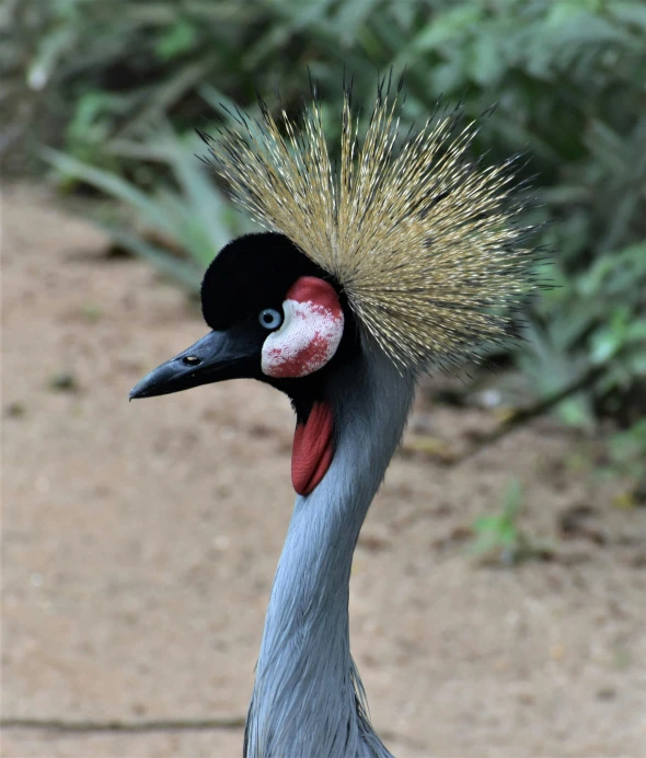 a close up of a bird on a dirt ground, posing for the camera, blue spiky hair, long neck, high-quality photo