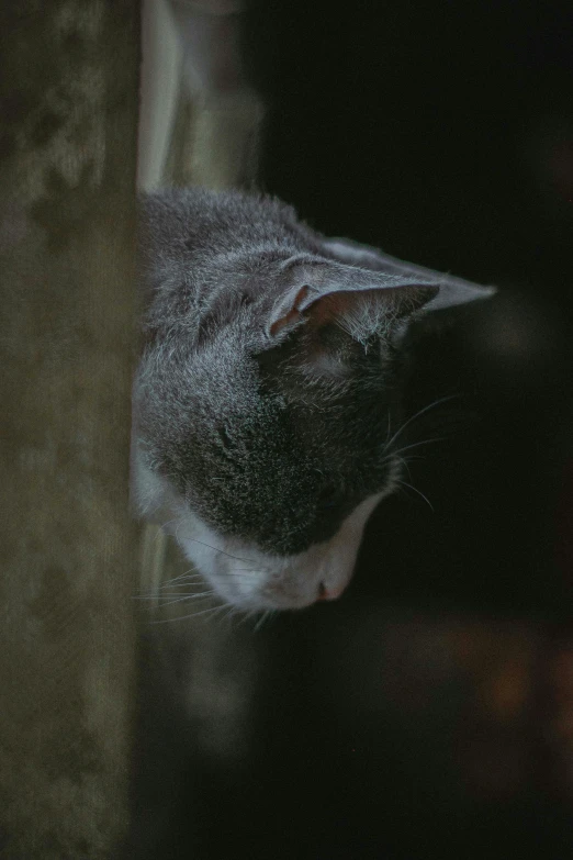 a gray and white cat looking out of a window, by Attila Meszlenyi, hiding, 35mm —w 1920 —h 1080, a wooden, side profile shot