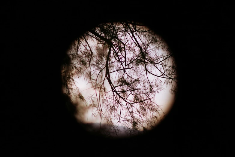 a view of a tree through a hole in the ground, by Lucia Peka, art photography, moonlight through trees, | 35mm|, round-cropped, branches