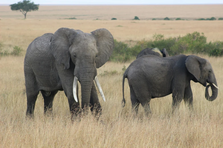 a herd of elephants walking across a dry grass field, pexels contest winner, hurufiyya, two male, grey, very kenyan, no cropping