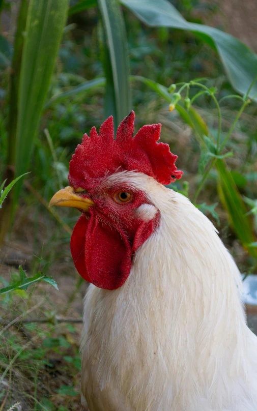 a white chicken standing on top of a lush green field, profile image