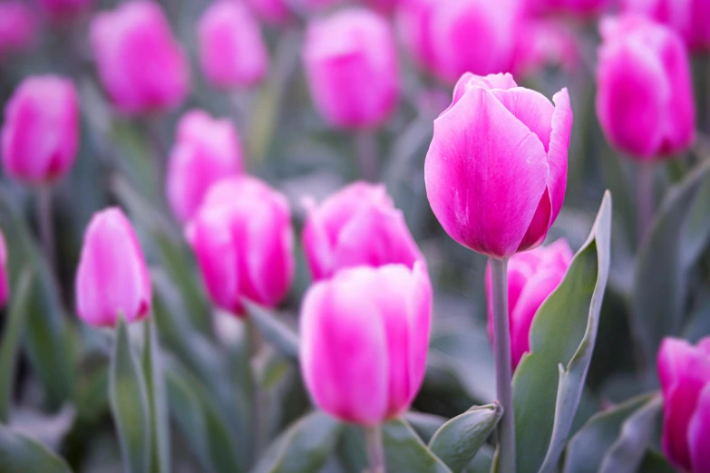 a field of pink tulips with green leaves, by Tom Bonson, unsplash, fan favorite, purple, instagram post, closeup - view