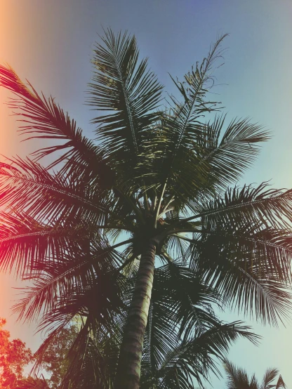 a palm tree in front of a blue sky, an album cover, inspired by Elsa Bleda, sumatraism, profile image, background image, multiple stories, vacation photo