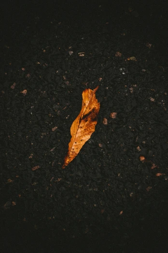 a leaf that is laying on the ground, an album cover, inspired by Elsa Bleda, trending on pexels, dark matter, ocher, 15081959 21121991 01012000 4k, crushed