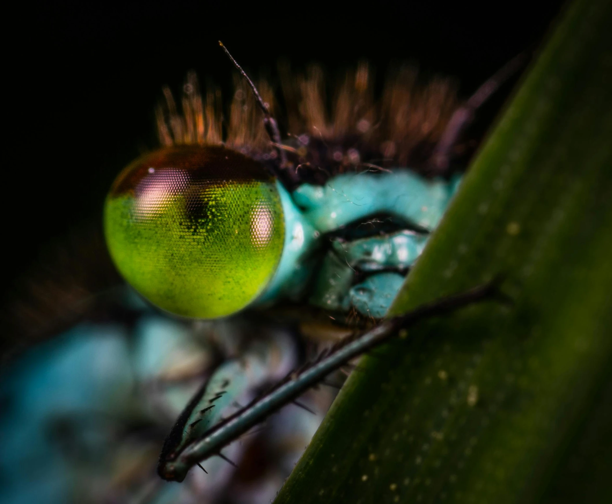 a close up of a green dragonfly's eyes, a macro photograph, by Jan Rustem, pexels contest winner, neon blue glass forehead, alien colorful greenery, full body extreme closeup, shot on sony a 7 iii