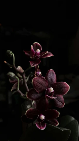 a close up of a flower in a vase, inspired by Elsa Bleda, pexels, photorealism, overgrown with orchids, dark red and black color palette, studio medium format photograph, brown