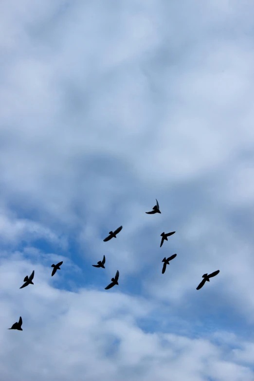 a flock of birds flying through a cloudy sky, by Jan Tengnagel, unsplash, minimalism, ravens, blue skies, minn, tourist photo