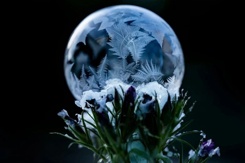 a crystal ball sitting on top of a plant covered in snow, reflecting flower, profile image, ice - carving, 8k fine art photography