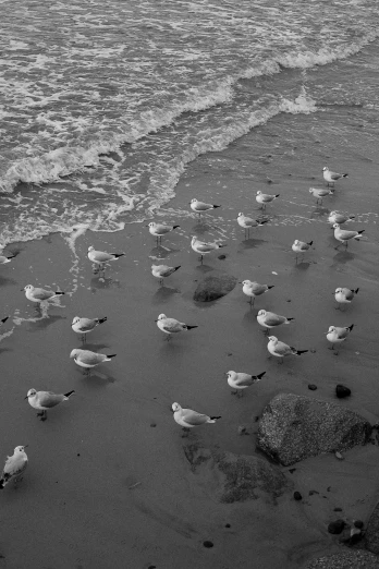 a flock of seagulls standing on a beach next to the ocean, inspired by Elliott Erwitt, unsplash, los angeles 2 0 1 5, rivulets, ( ( photograph ) ), white and grey
