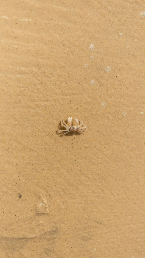 a crab sitting on top of a sandy beach, by Attila Meszlenyi, top-down view, sand storm, small, australian