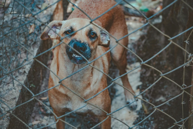 a close up of a dog behind a chain link fence, pexels contest winner, emaciated, very excited, realistic », brown