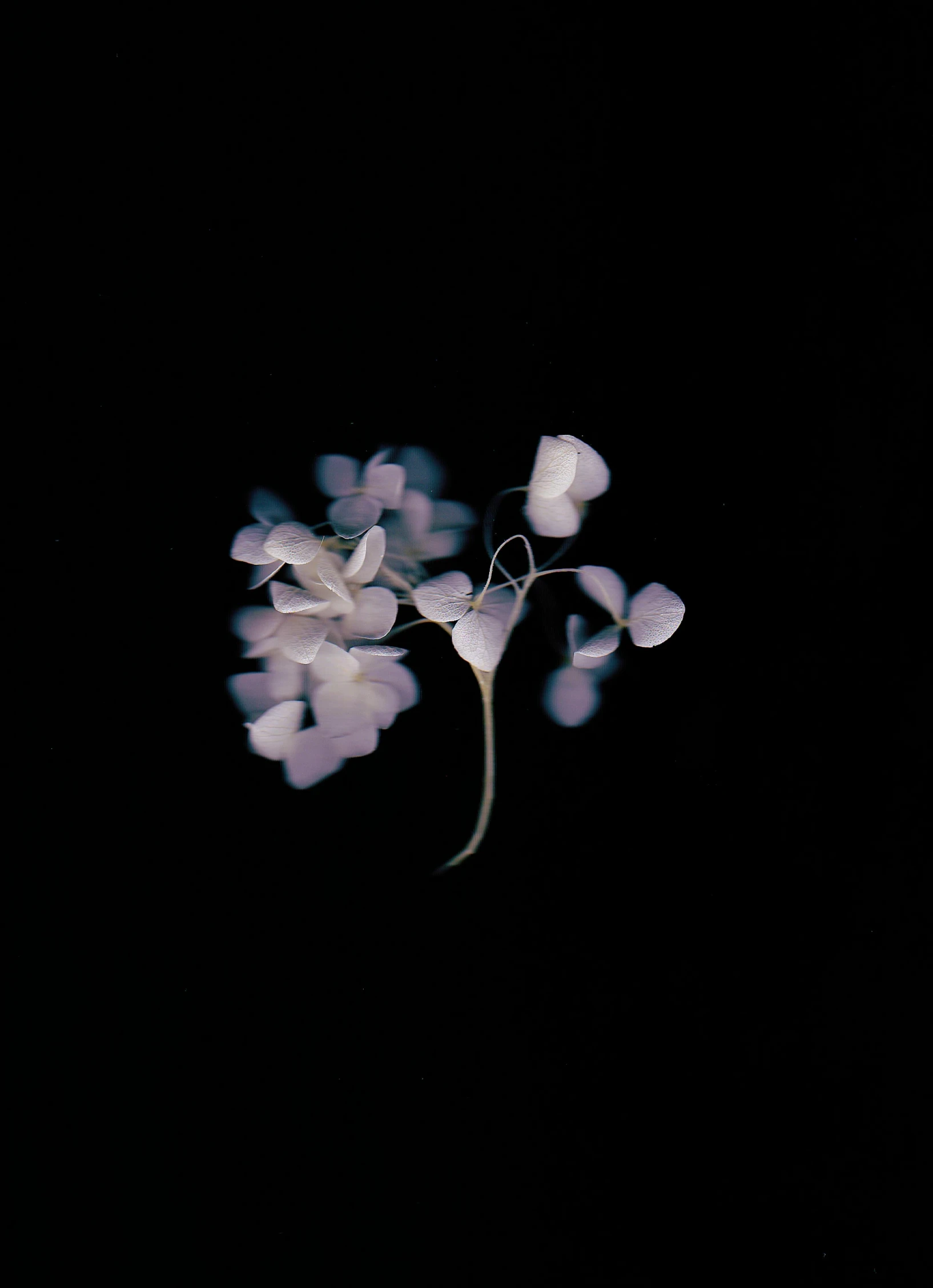 a close up of a flower on a black background, an album cover, by Yukihiko Yasuda, minimalism, gypsophila, high - resolution scan, hydrangea, in its dying breath