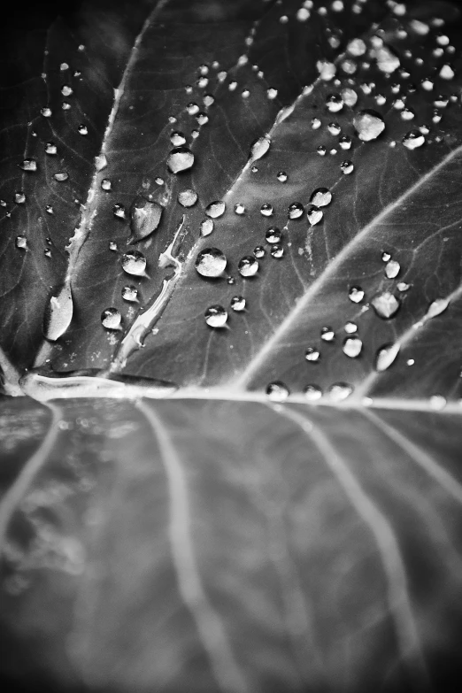 a leaf with water droplets on it, a black and white photo, by Adam Chmielowski, detailed medium format photo, holga, :: morning, made out of rain