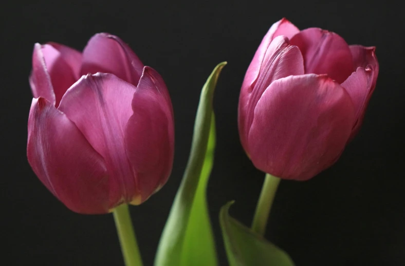 two pink tulips in a vase against a black background, pexels contest winner, purple hues, adult pair of twins, magenta and gray, concert