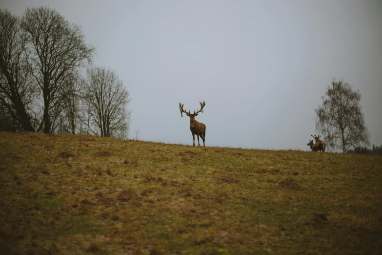 a herd of deer standing on top of a grass covered hillside, a picture, by Attila Meszlenyi, pexels contest winner, figuration libre, two male, seen from a distance, 🦩🪐🐞👩🏻🦳, brown