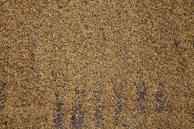 a pile of brown rice sitting on top of a table, a stock photo, pixabay, hurufiyya, swarming with insects, high angle close up shot, carpeted floor, 17th-century