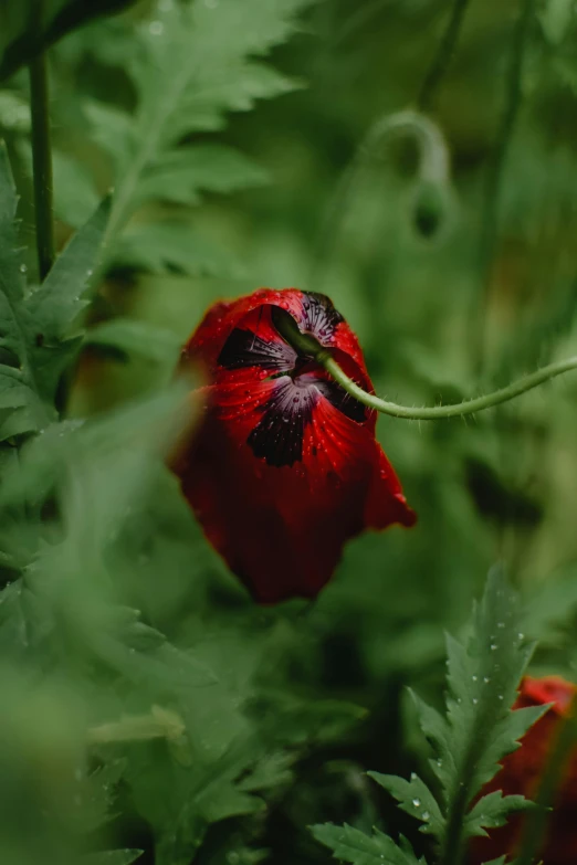 a couple of red flowers sitting on top of a lush green field, red and black colour scheme, alessio albi, cinematic shot ar 9:16 -n 6 -g, himalayan poppy flowers