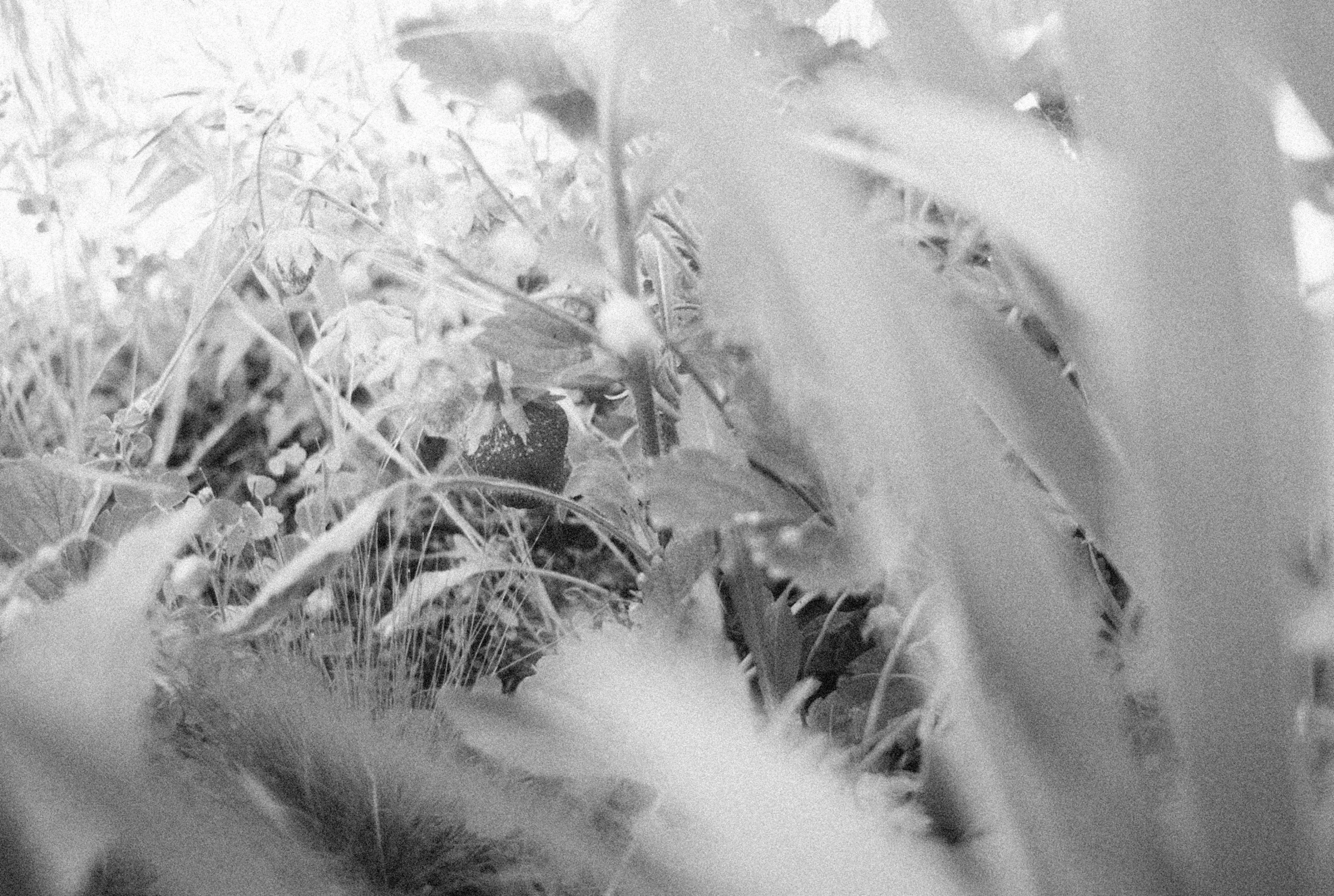 a black and white photo of a cat in the grass, a black and white photo, by Maurycy Gottlieb, lyrical abstraction, detail shot, plants and jungle, shot on 16mm film, 16k upscaled image