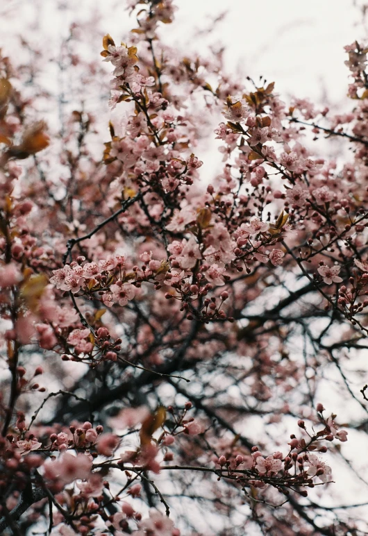 a close up of a tree with pink flowers, a picture, by Niko Henrichon, trending on unsplash, overcast weather, cherry blosom trees, brown, medium format. soft light