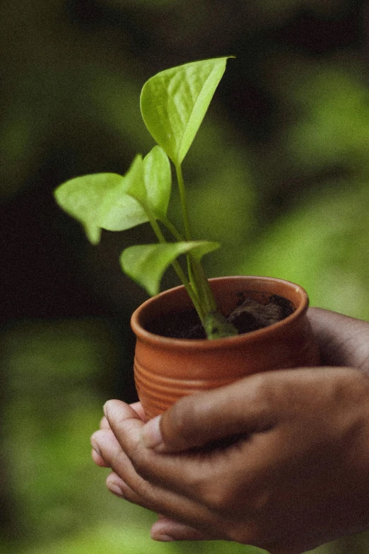 a person holding a small pot with a plant in it, pexels contest winner, lush green, sri lanka, digitally remastered, seedlings