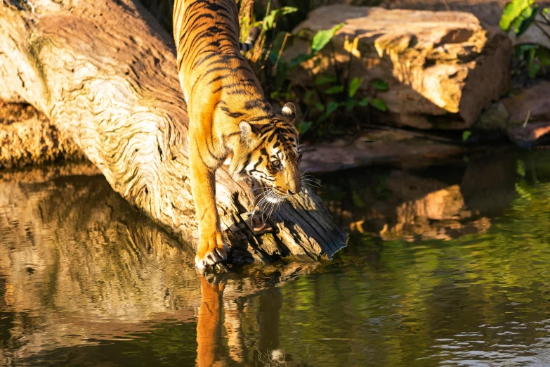 a tiger that is standing in the water, sydney park, drinking, perfect crisp sunlight, dinner is served