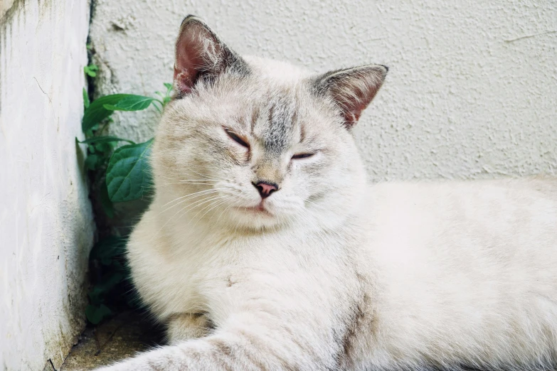 a cat that is laying down on the ground, by Emma Andijewska, trending on unsplash, pale bluish skin, with closed eyes, instagram post, rounded face