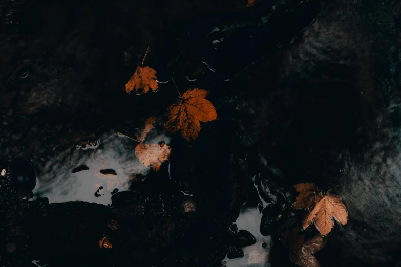 a group of leaves floating on top of a river, an album cover, inspired by Elsa Bleda, pexels contest winner, black marble and gold, volcanic embers, unsplash 4k, ignant