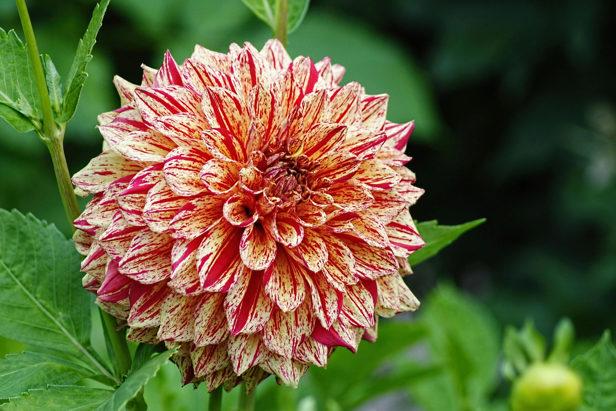 a close up of a flower on a plant, by Carey Morris, pixabay, arabesque, dahlias, square, highly ornamental, faded red and yelow