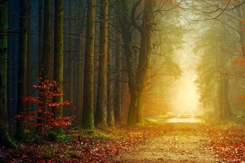 a dirt road in the middle of a forest, by Eglon van der Neer, pexels contest winner, romanticism, autumn sunrise warm light, forest portal, fairy kingdom forest, colorful scene