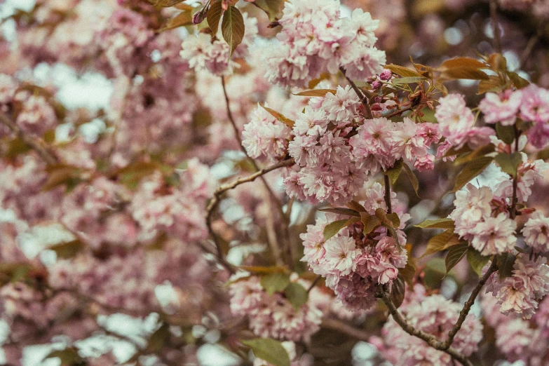 a bunch of pink flowers on a tree, unsplash, giant cherry trees, thumbnail, no cropping, ash thorp