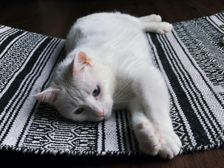 a white cat laying on top of a black and white rug, pexels contest winner, young handsome pale roma, gif, albino, rugs
