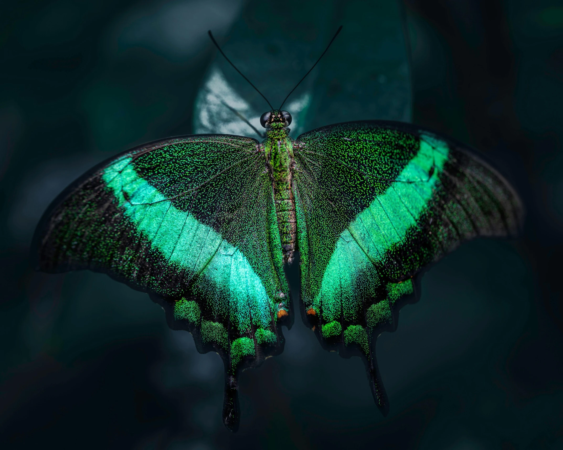 a green butterfly sitting on top of a leaf, dark neon colored rainforest, biodiversity heritage library, peacock, black and green