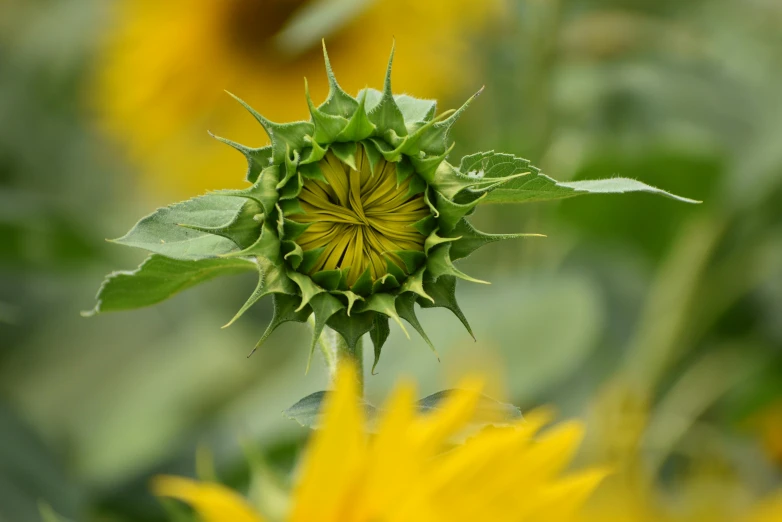 a close up of a sunflower in a field, unsplash, precisionism, flower buds, taken in the late 2010s, grey, green pupills