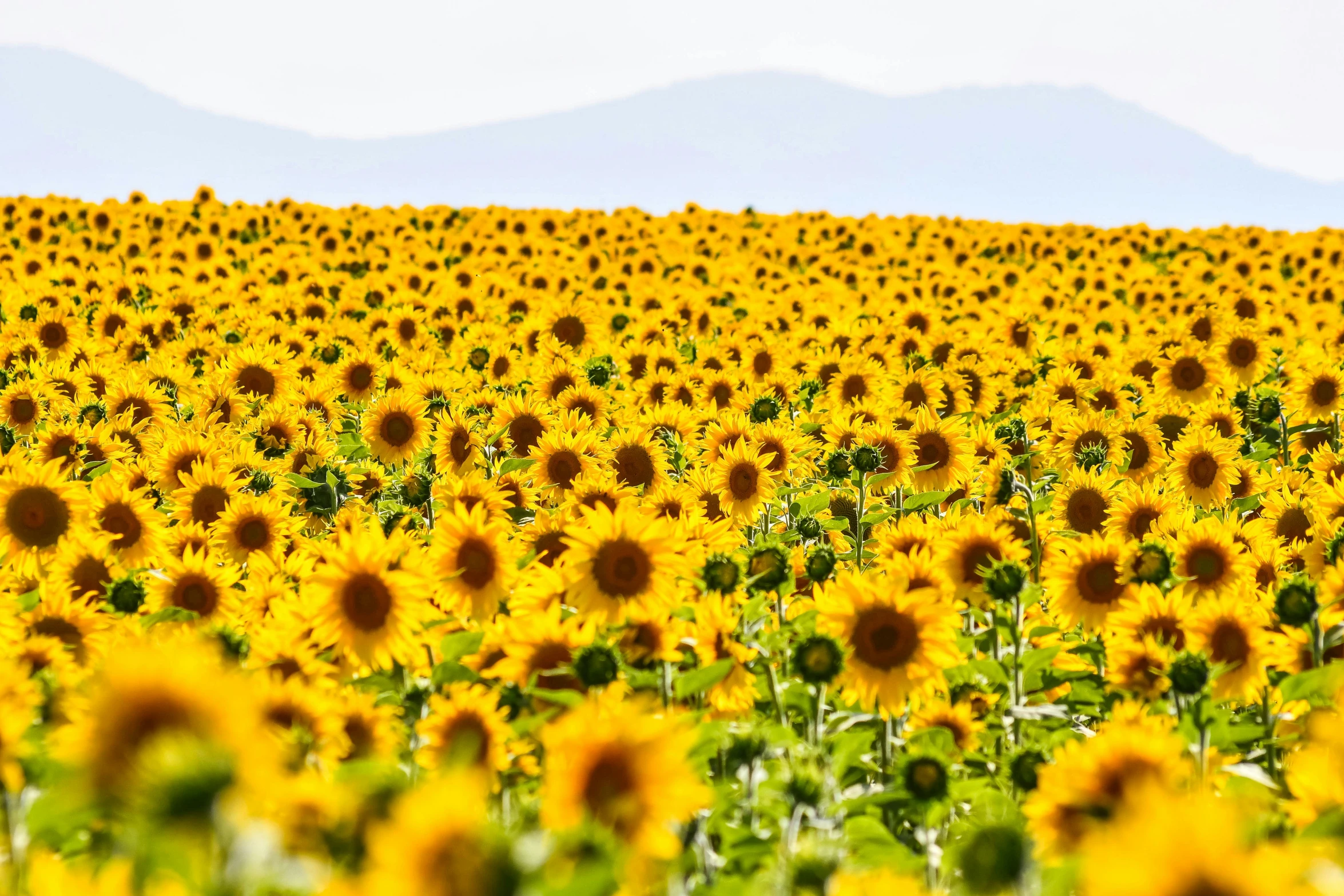 a field of sunflowers with mountains in the background, 🦩🪐🐞👩🏻🦳, shades of gold display naturally, looking onto the horizon, zoomed in