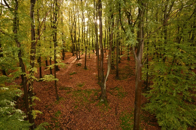 a forest filled with lots of trees and leaves, by Juergen von Huendeberg, flickr, land art, fan favorite, overview, konica minolta, peaceful environment