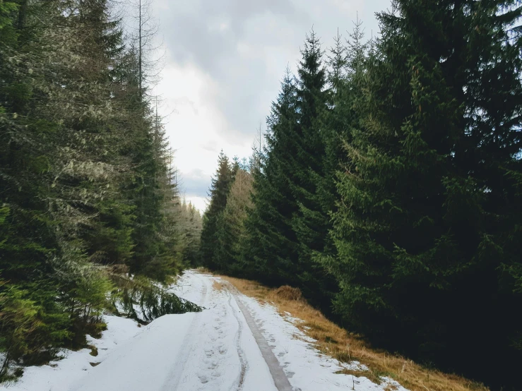 a snow covered road in the middle of a forest, dirt road, avatar image