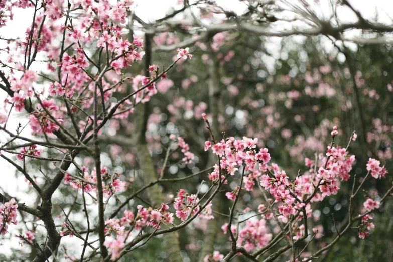 a close up of a tree with pink flowers, mystical kew gardens, plum blossom, instagram post, brown