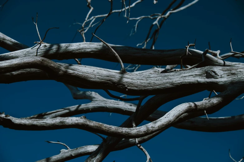a close up of a tree branch with a blue sky in the background, by Jay Hambidge, unsplash contest winner, surrealism, “ iron bark, background image, spooky photo