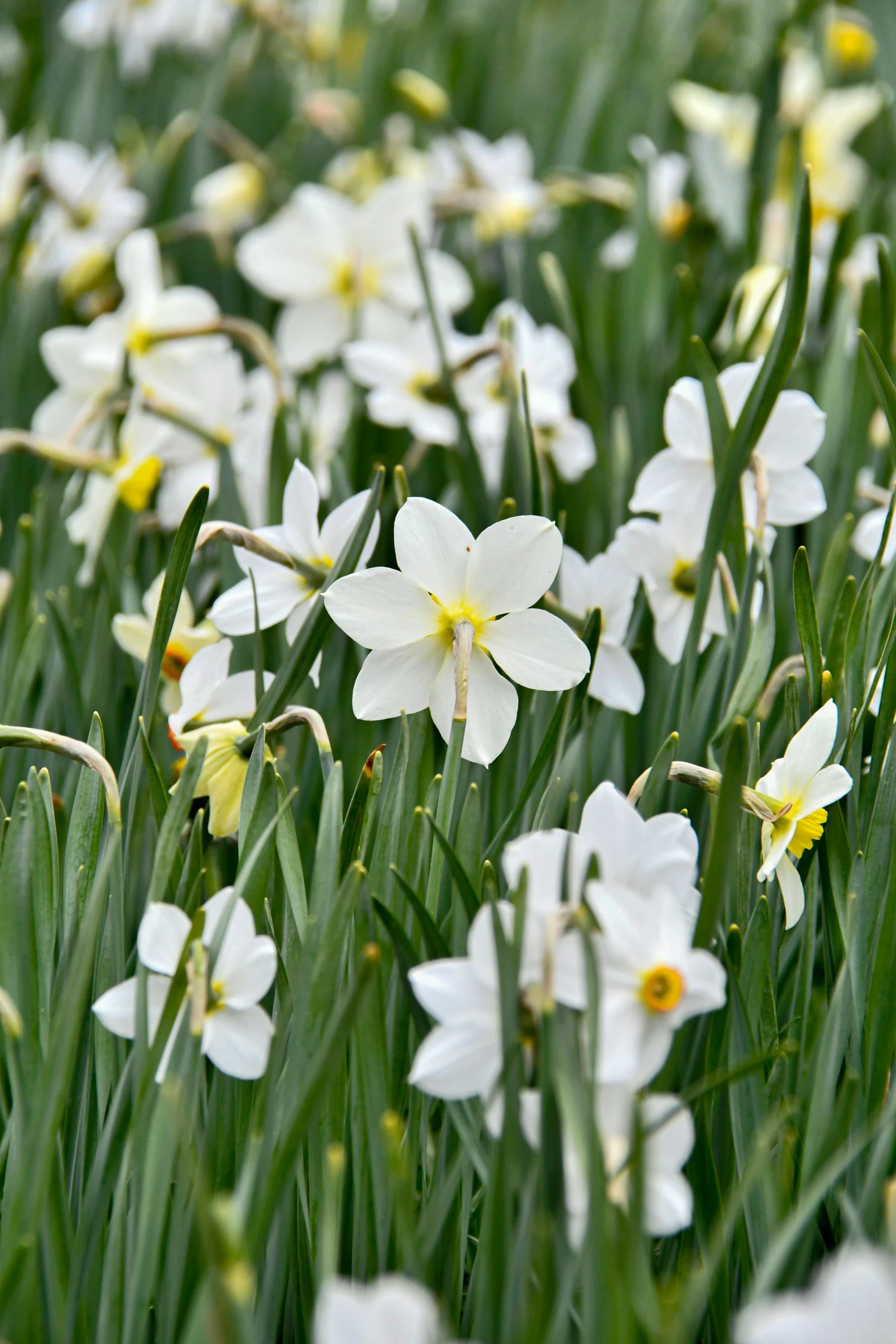 a field of white and yellow daffodils, gold flaked flowers, flowers and foliage, february)