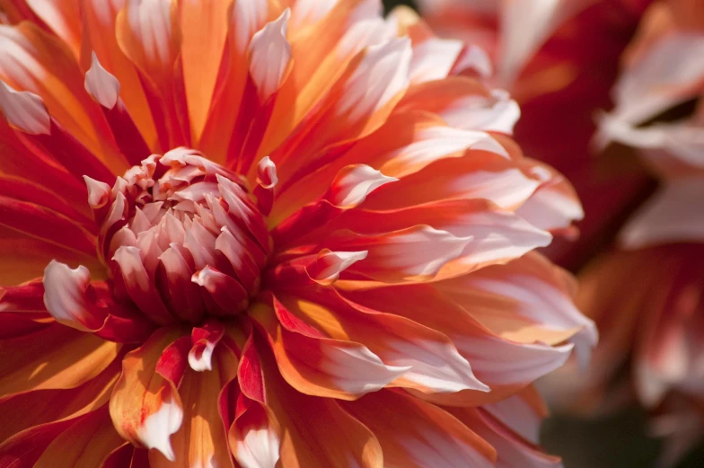 a close up of a red and white flower, orange fluffy belly, dahlias, award - winning crisp details ”, multicoloured