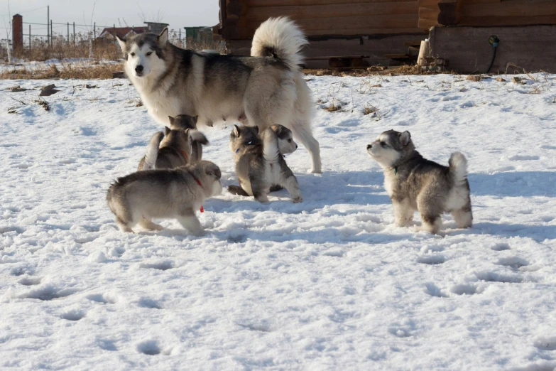 a group of dogs playing in the snow, pexels contest winner, dau-al-set, inuit heritage, pregnancy, thumbnail, siberian husky