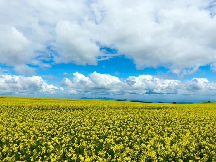 a field full of yellow flowers under a cloudy sky, by Matthias Stom, unsplash, orkney islands, big blue sky, farming, “ golden chalice