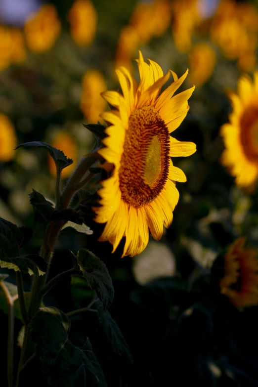 a field of sunflowers with a blue sky in the background, a picture, by David Simpson, slide show, sundown, ap, grey