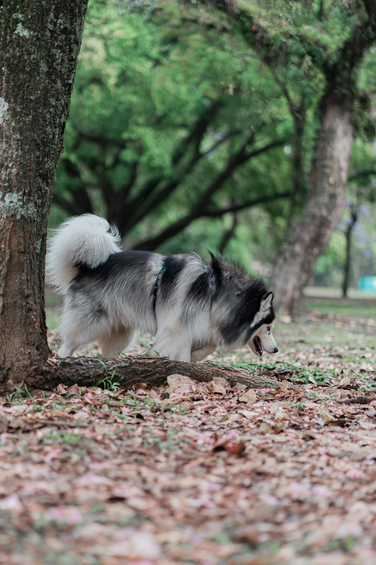 a black and white dog standing next to a tree, sangyeob park, bending over, a silver haired mad, 2019 trending photo