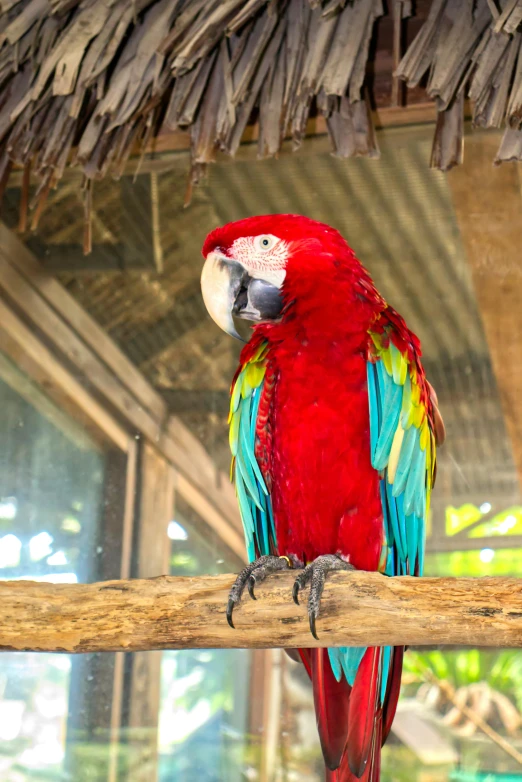 a red parrot sitting on top of a wooden branch, in the zoo exhibit, red and teal and yellow, aruba, lush surroundings