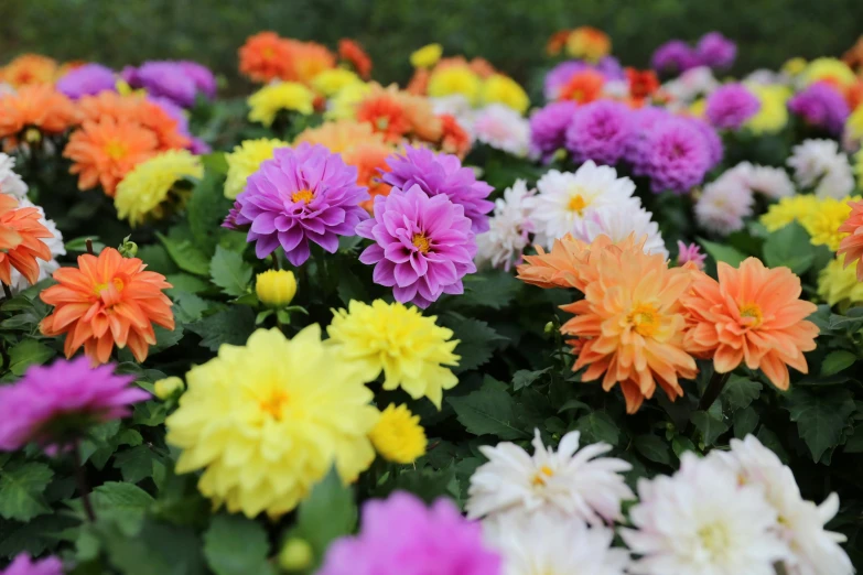 a garden filled with lots of colorful flowers, unsplash, paper chrysanthemums, mid shot photo, color image, close-up photo