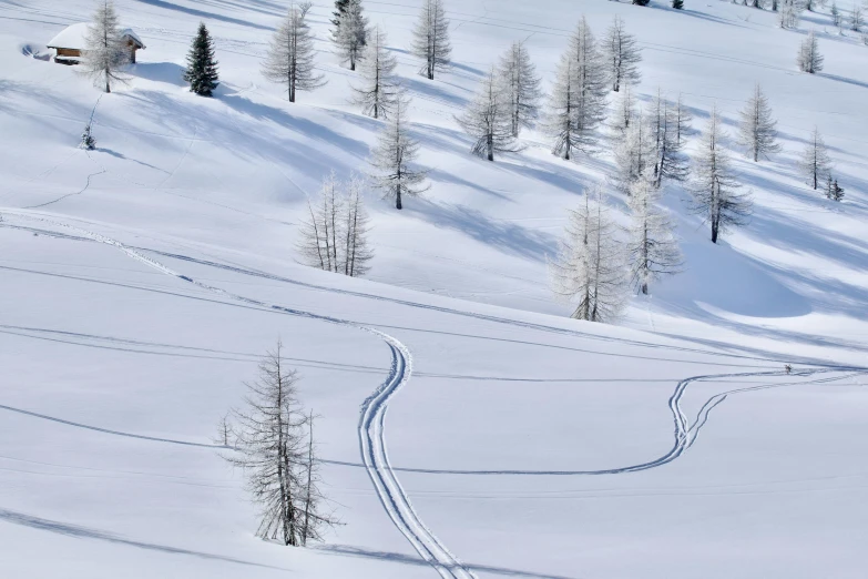 a person riding skis down a snow covered slope, a photo, by Werner Andermatt, pexels contest winner, curved trees, silver，ivory, italy, conde nast traveler photo