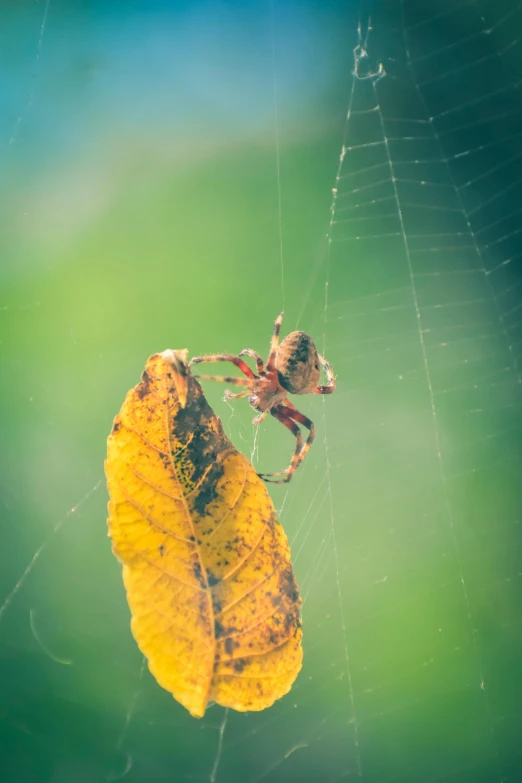 a spider sitting on top of a yellow leaf, unsplash, net art, professionally color graded, graphic”