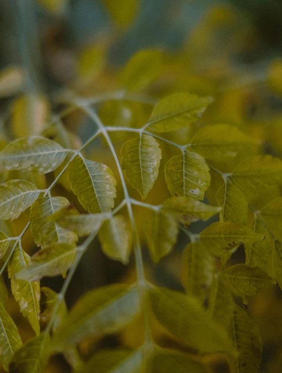 a close up of leaves on a tree, inspired by Elsa Bleda, trending on unsplash, yellow mist, 8k cinematic shot, today\'s featured photograph 4k, moringa oleifera leaves