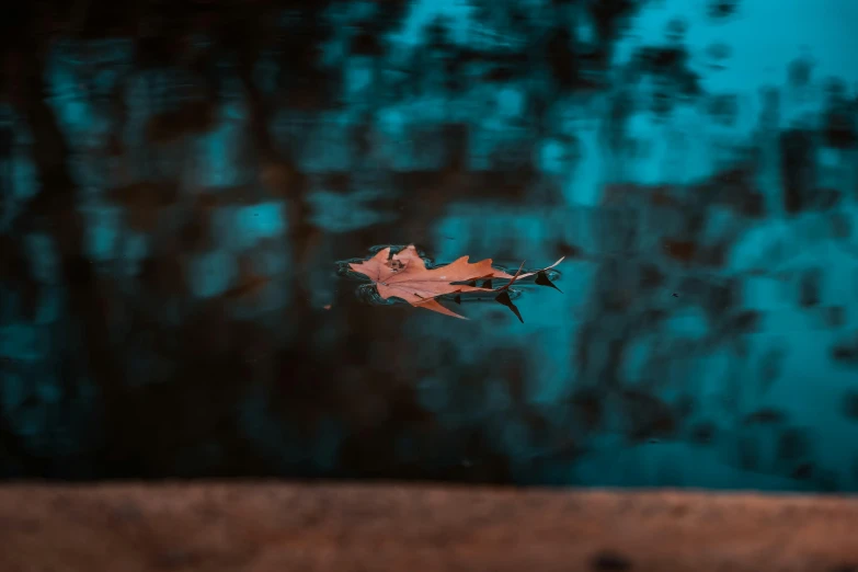 a leaf floating on top of a body of water, by Elsa Bleda, pexels contest winner, hurufiyya, fishes swimming, in the evening, 15081959 21121991 01012000 4k, the fall season